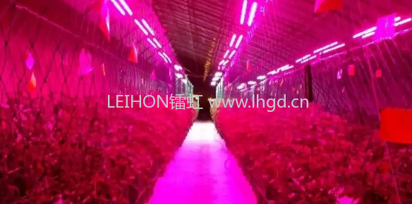 uvled应用范围怎么样？UV-LED都应用在什么领域？